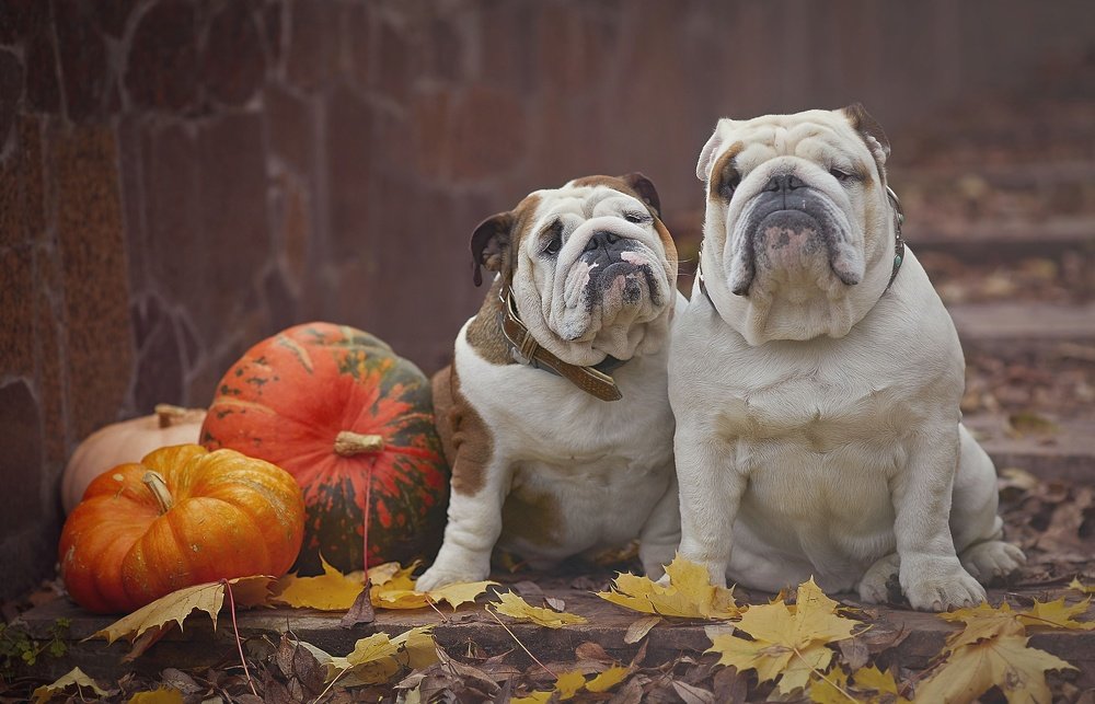 Осенний натюрморт и Бульдоги
