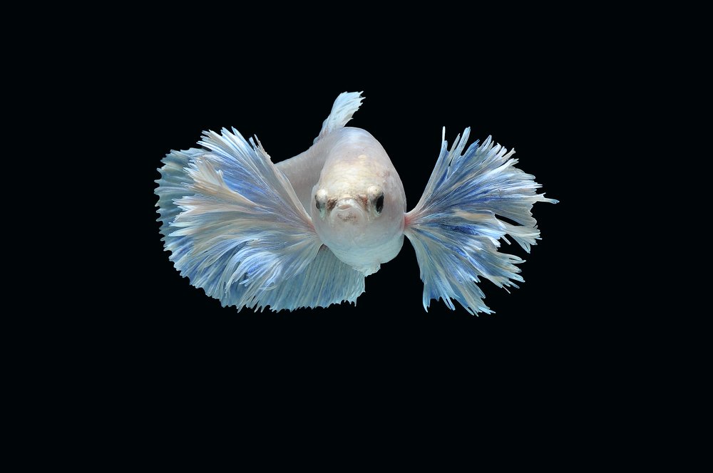 White Betta fish