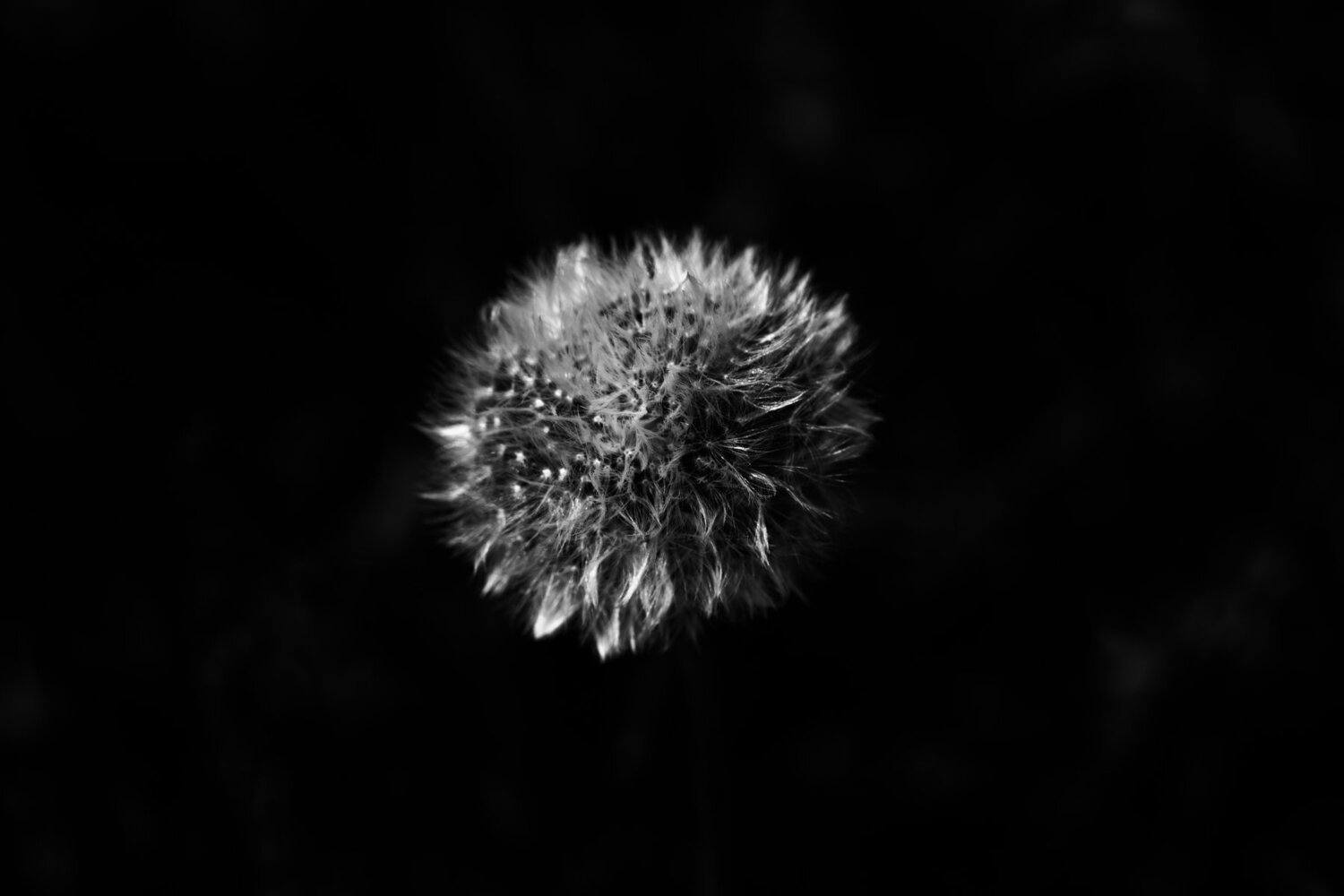 Subtle dandelion
