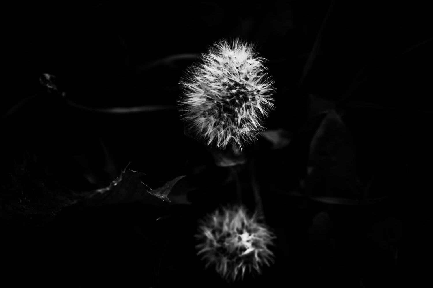 Subtle dandelion