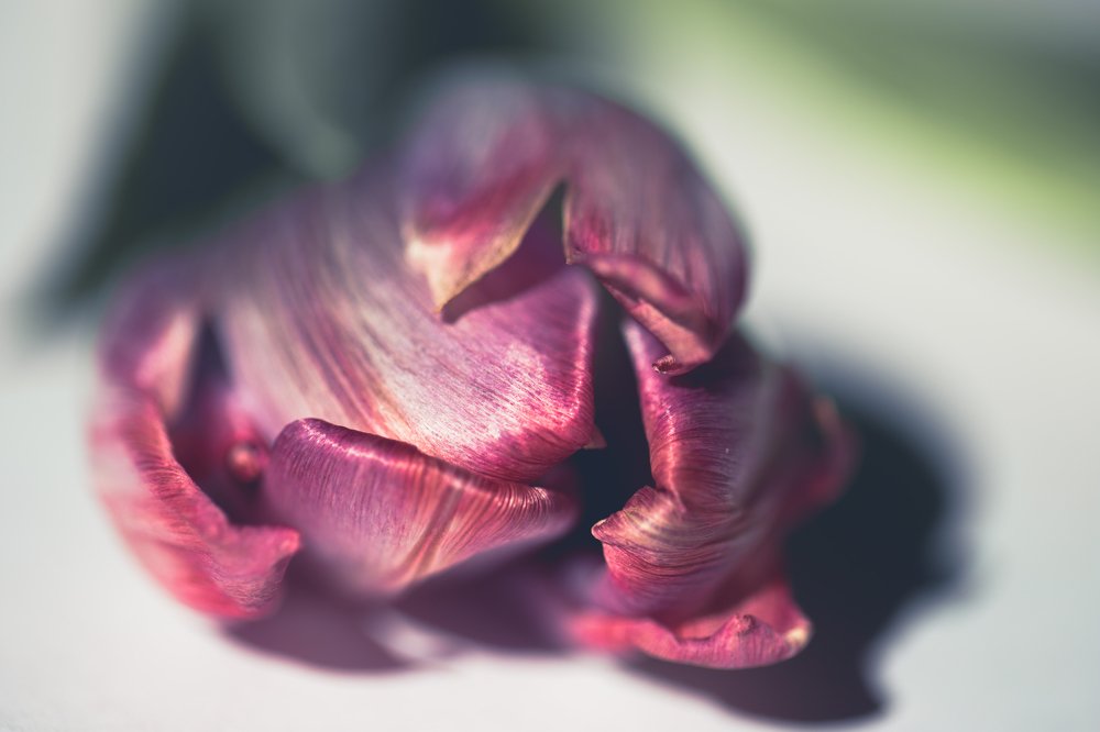 Pink tulip