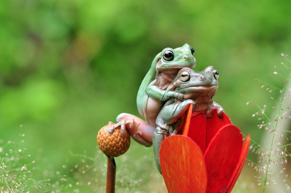 Two frog