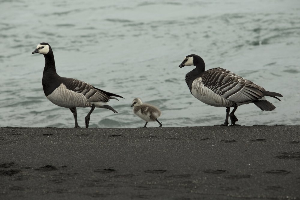 walking along the beach