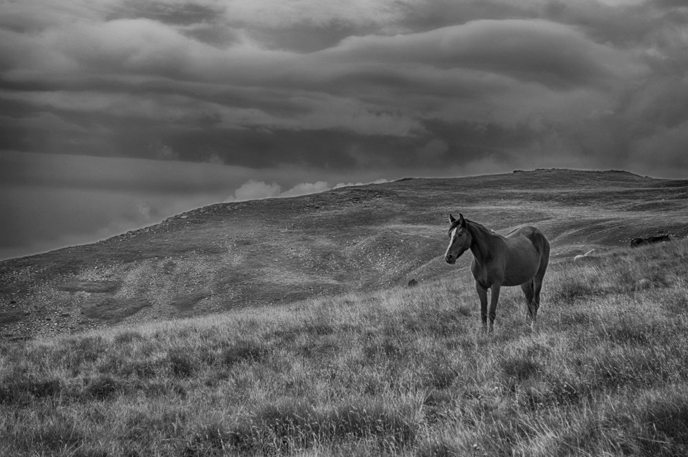Landscape with horse