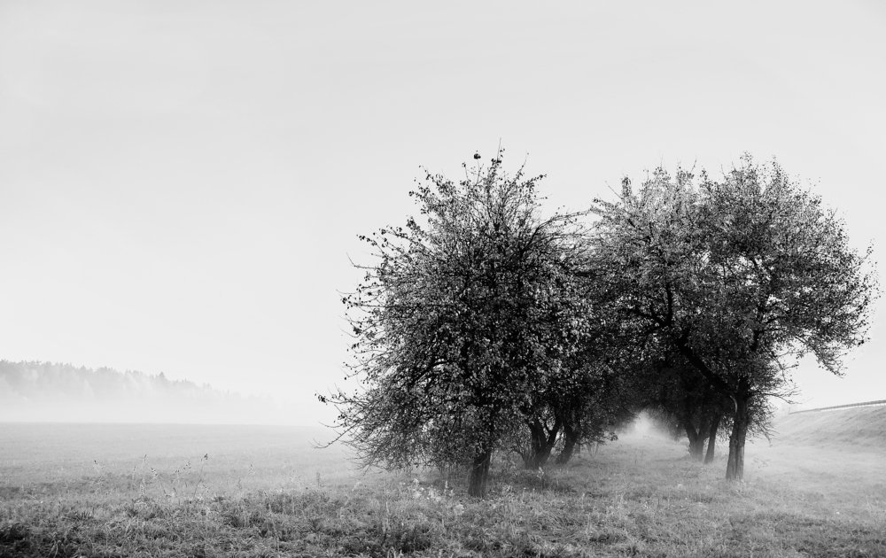 Photograph by Екатерина Коломыцева