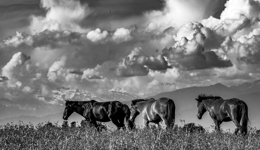 Photograph by Alex Kalpus