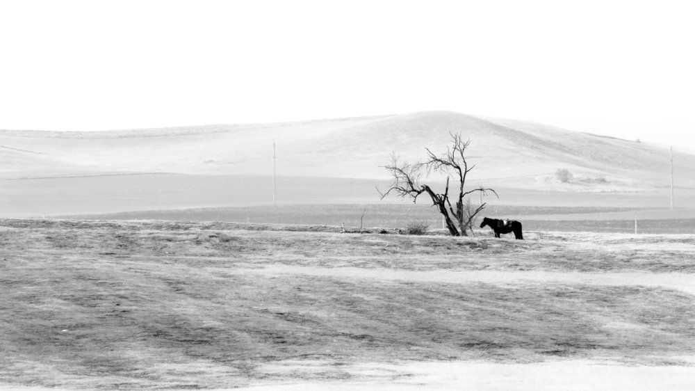 Под этим деревом он оставил своего путника навсегда...