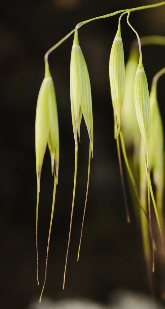 Professional Photography