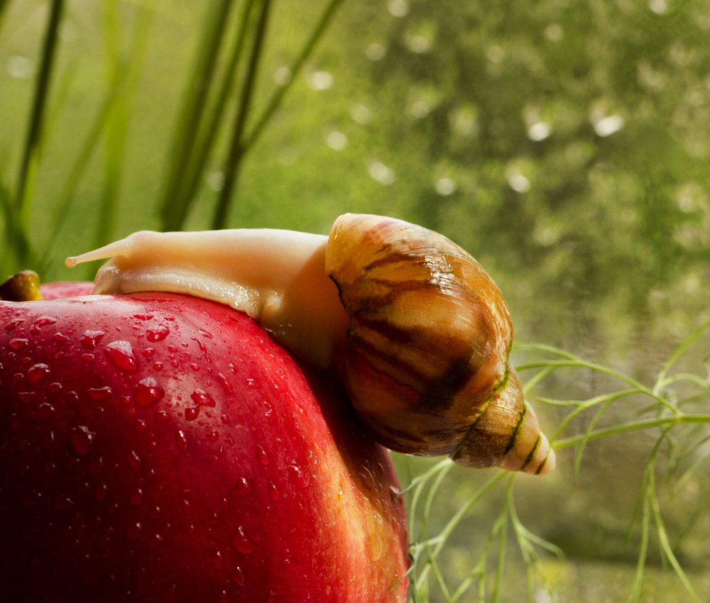 Улитка Катя