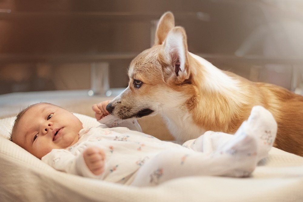 Ушастая няня