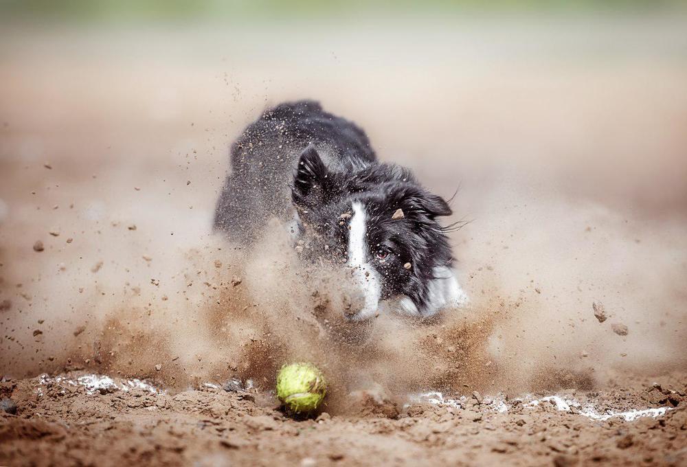Быстрый и смелый