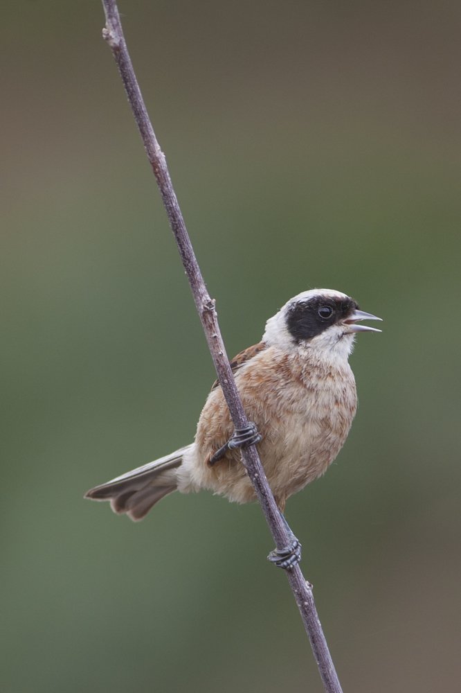 Photograph by Murat Özel