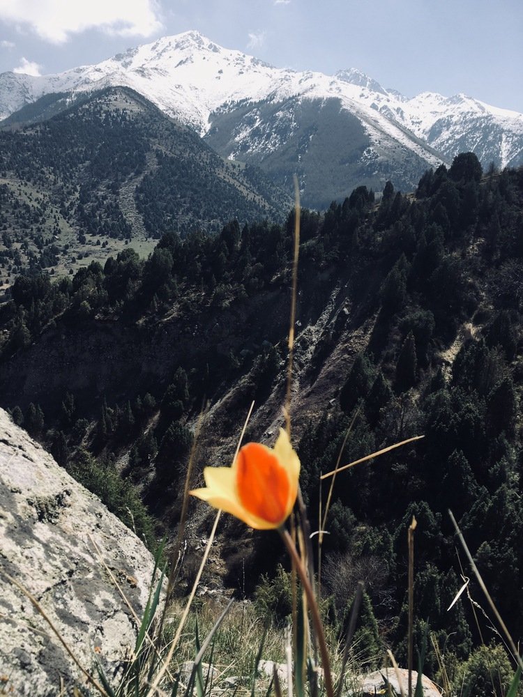 Весна в горах Ала-Тоо