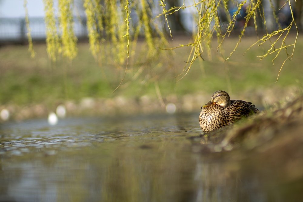 Duck