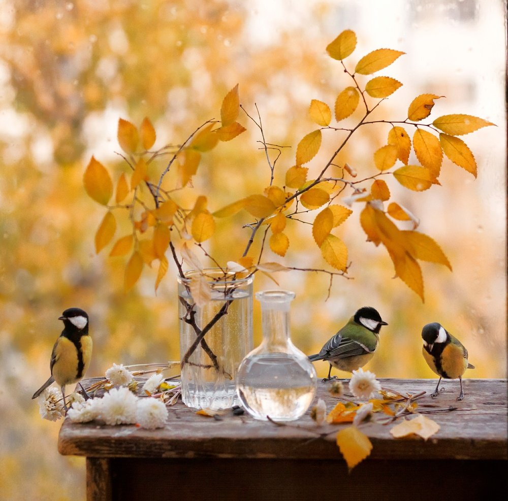 С синичками