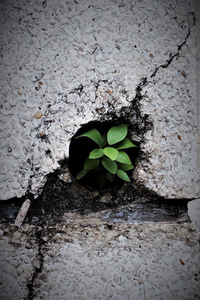 Grow from a hole