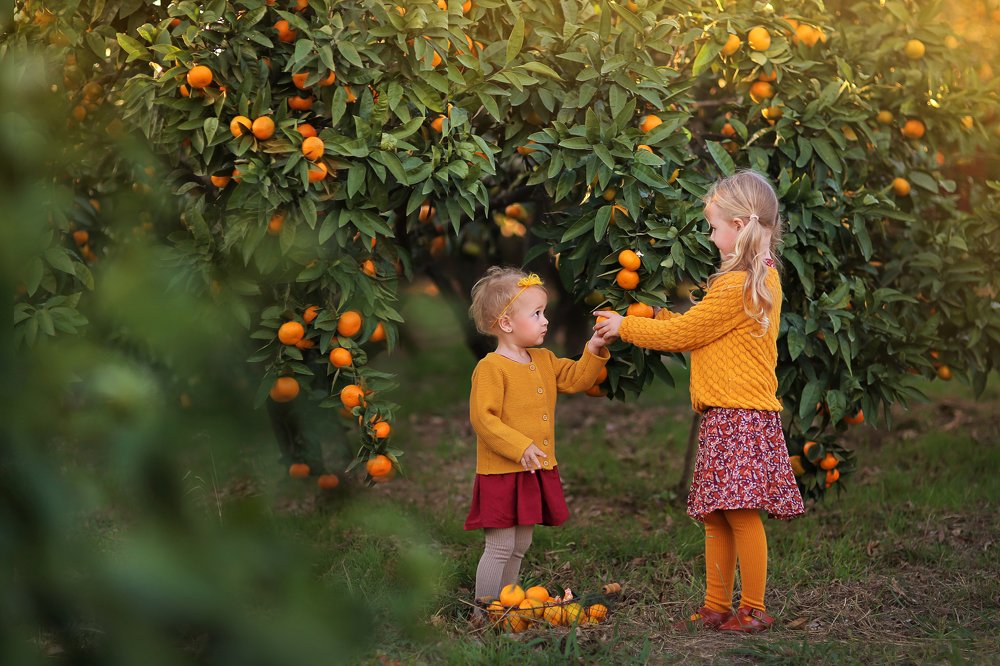 собирают урожай