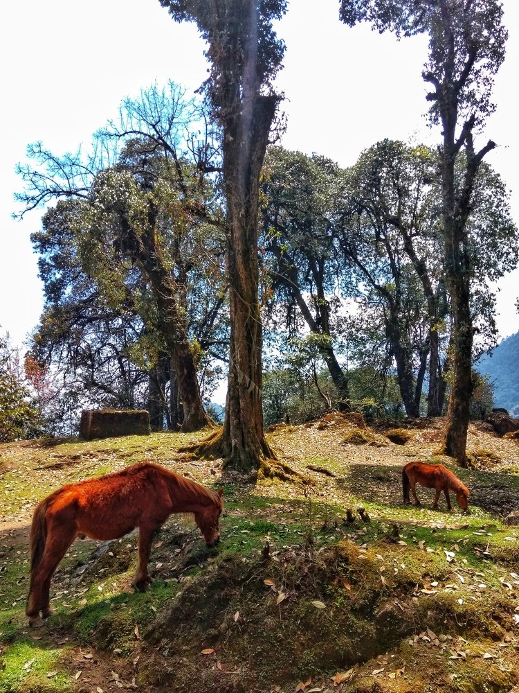 Grazing