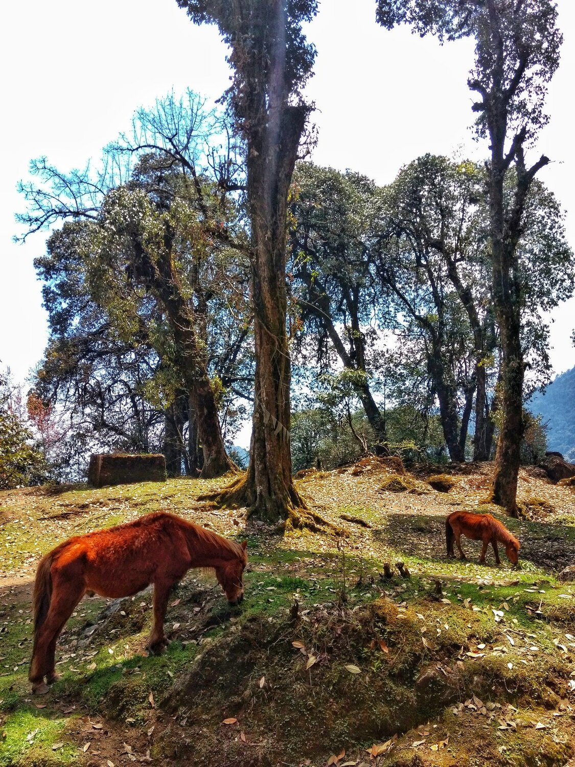 Grazing