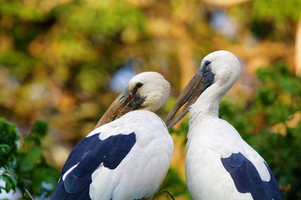 Wild animals with offspring