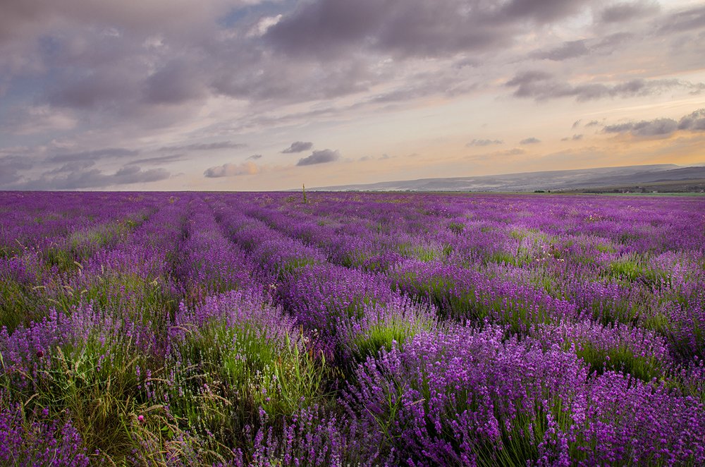 Лавандовый закат