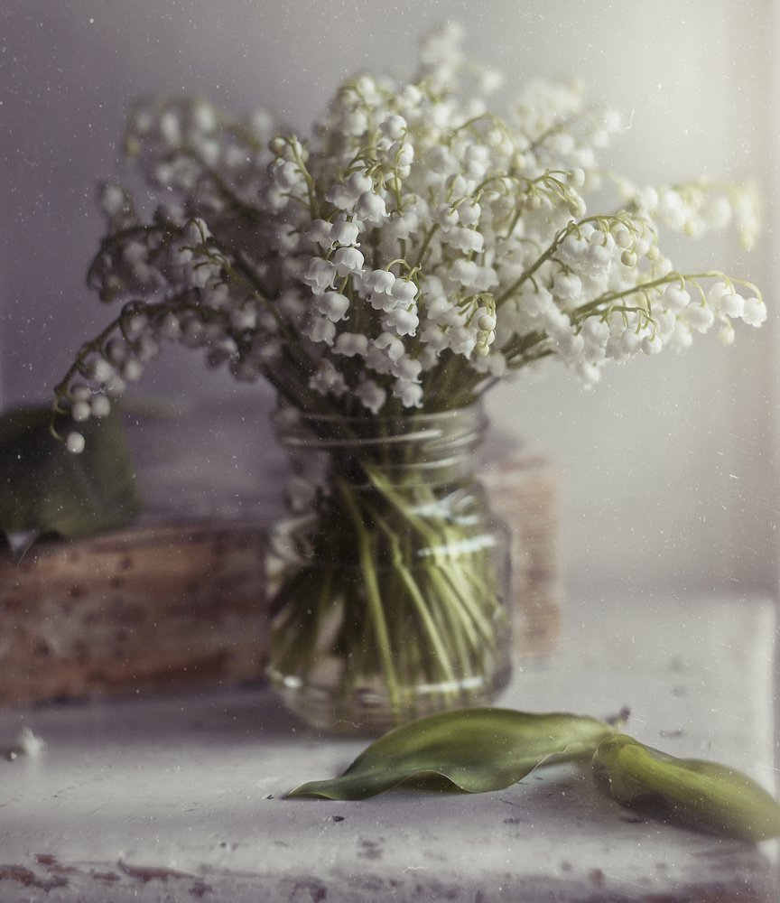 ландыш серебристый*