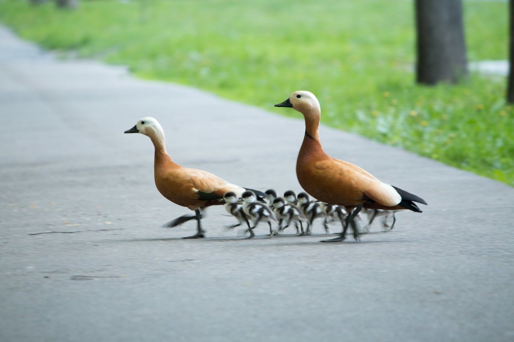 Семья огарей в Москве