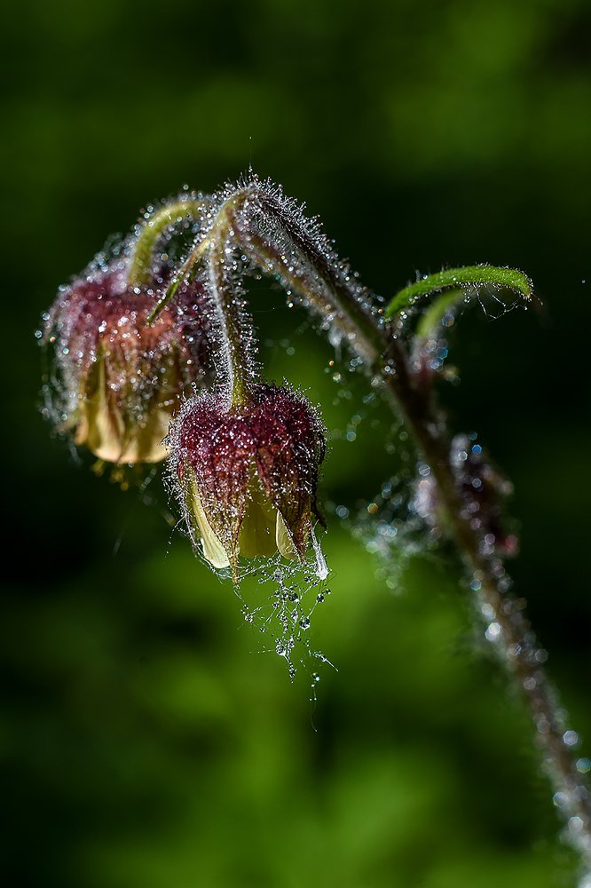 гравилат речной