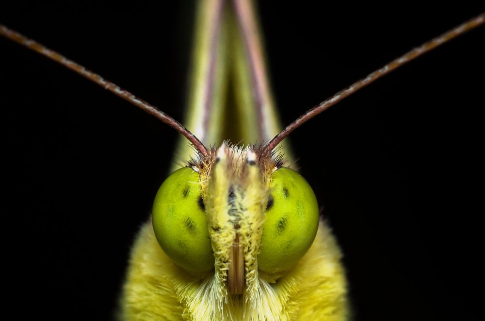 portrait of a butterfly