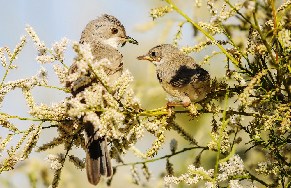 mother and nestling