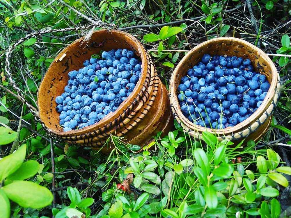 Голубика в туеске