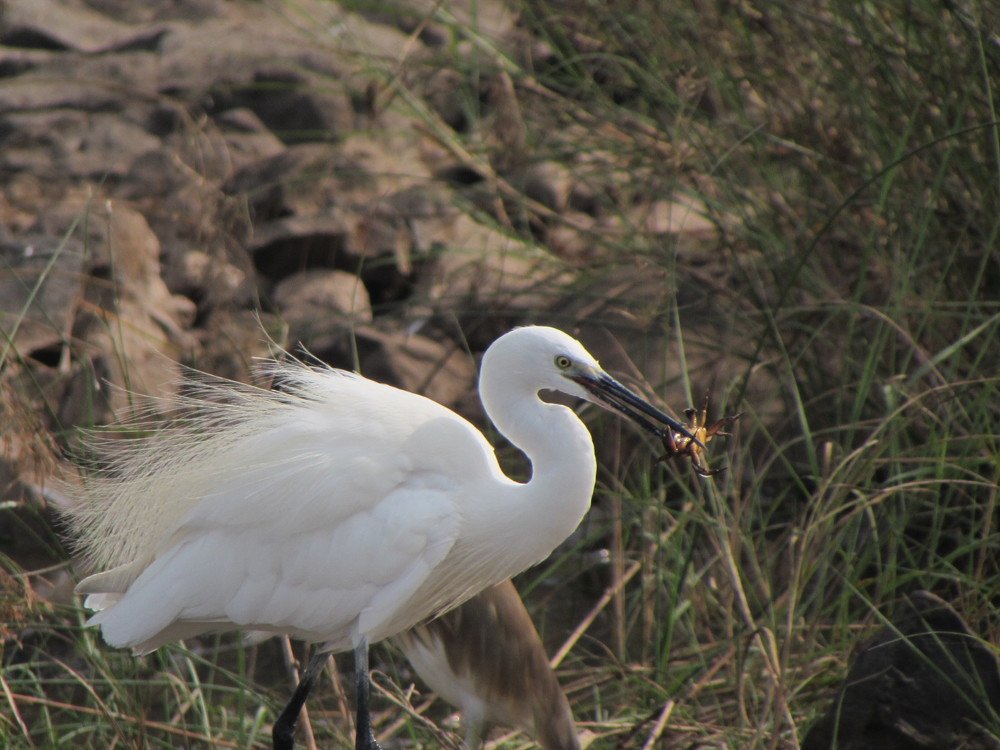 Egret