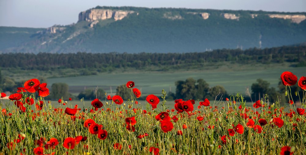 Крымские маки.
