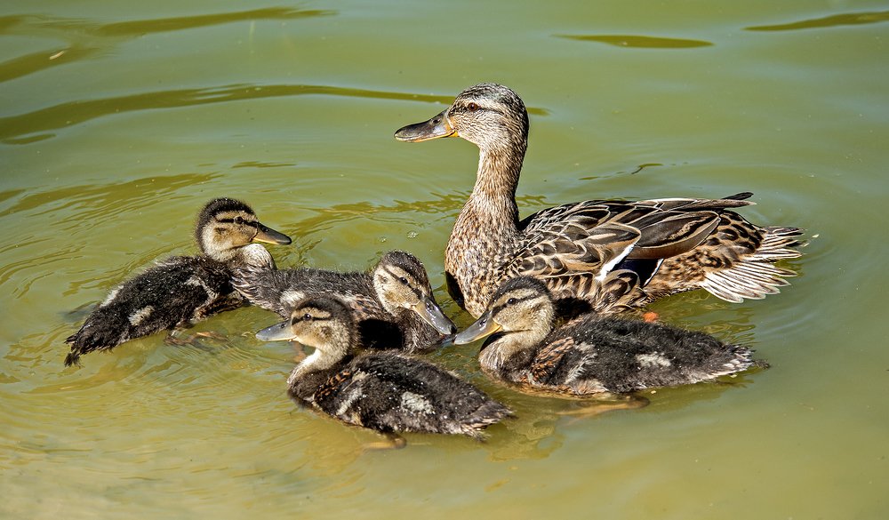 Утка с потомством
