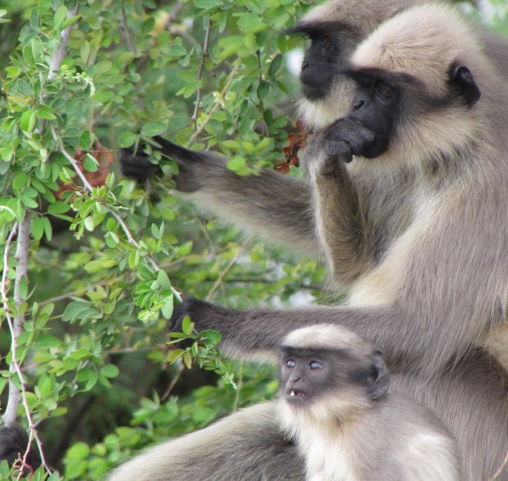 Monkeys