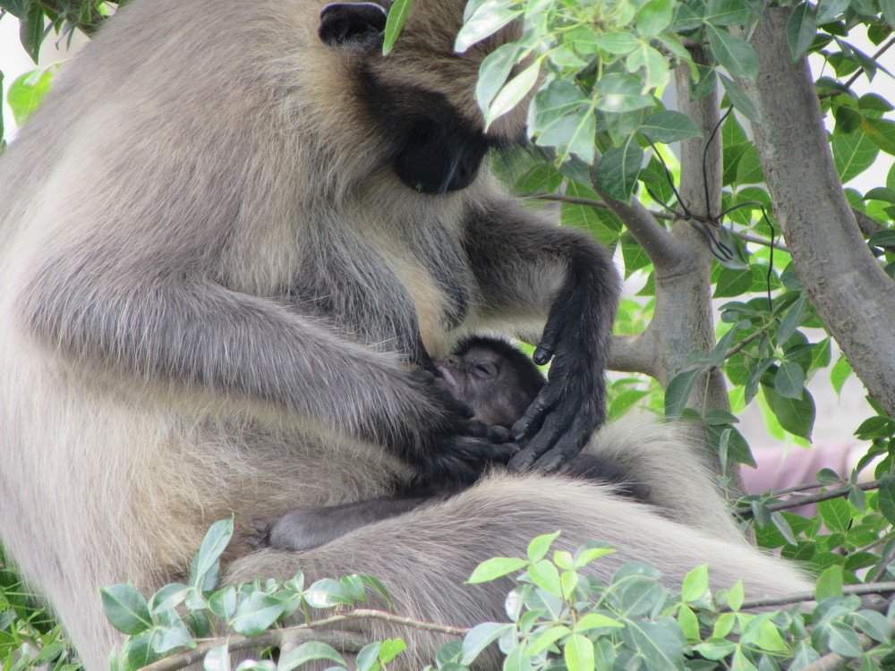 Monkeys