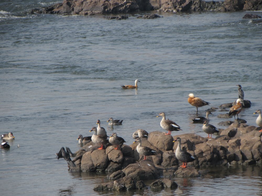 Birds with their offspring