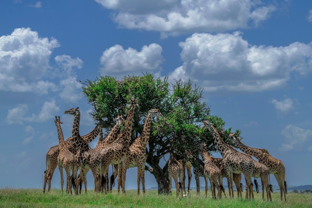 Save us,save our habitat...