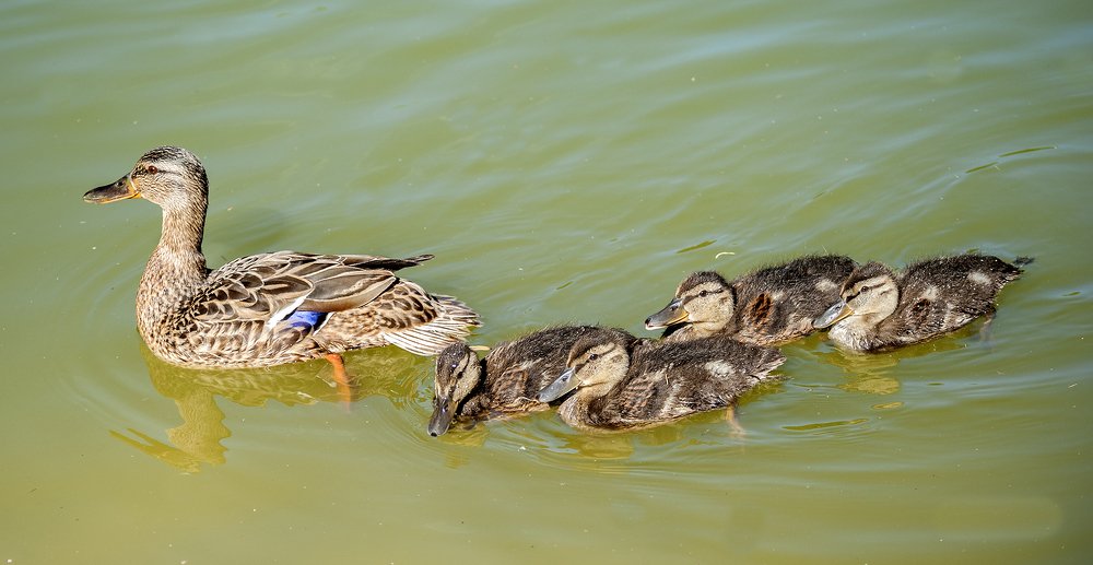 Утка с потомством