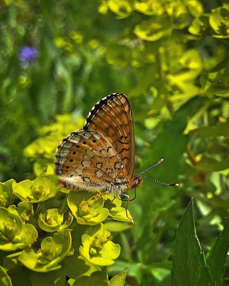 The Prince of Spring