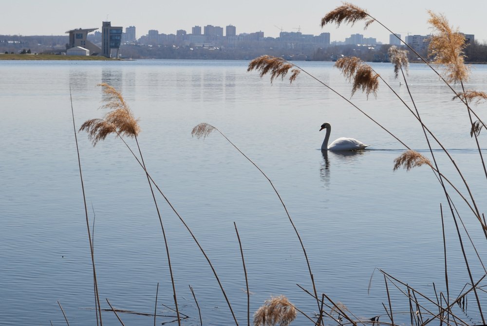 выживший в городских джунглях