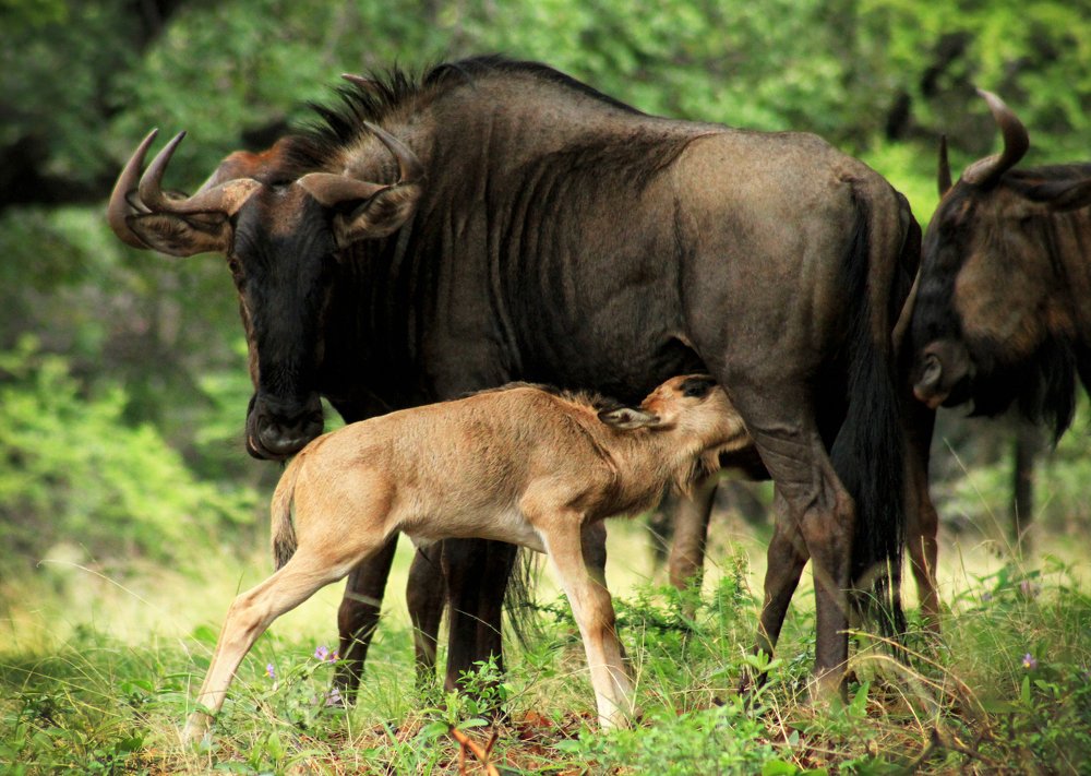 Breakfast in the bush