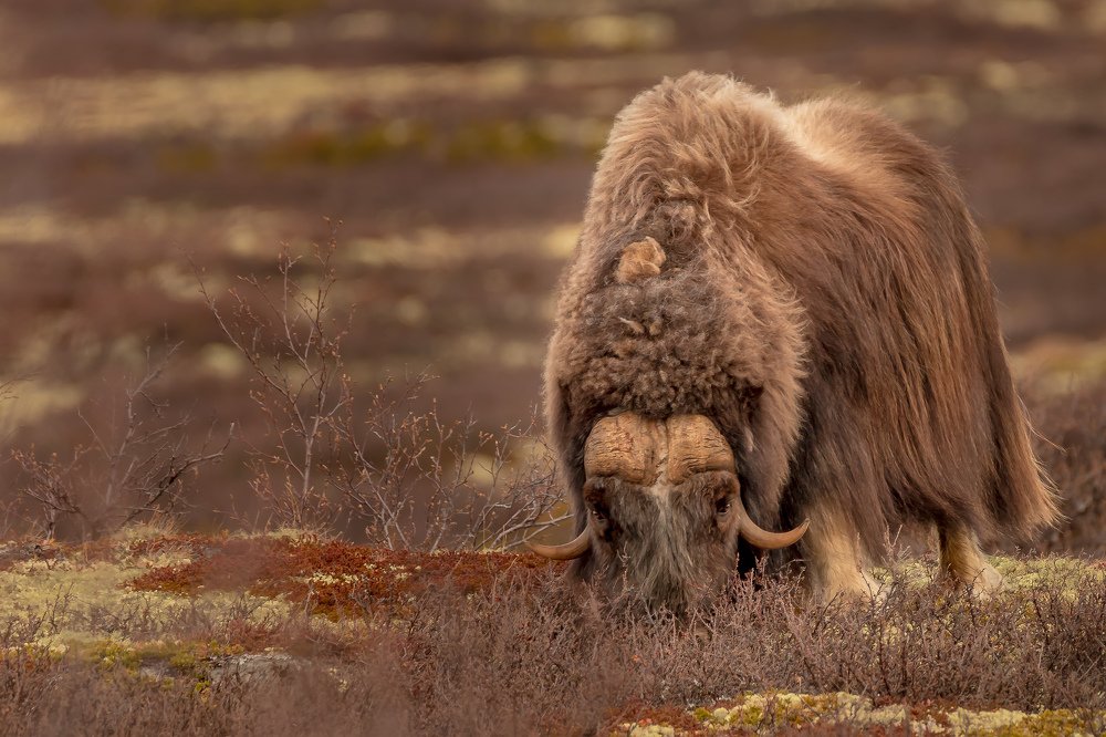 Musk ox