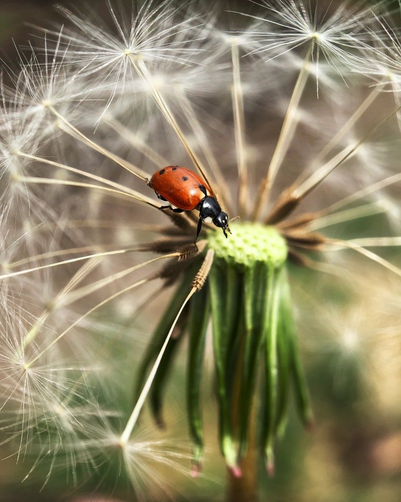 Божья коровка и одуванчик