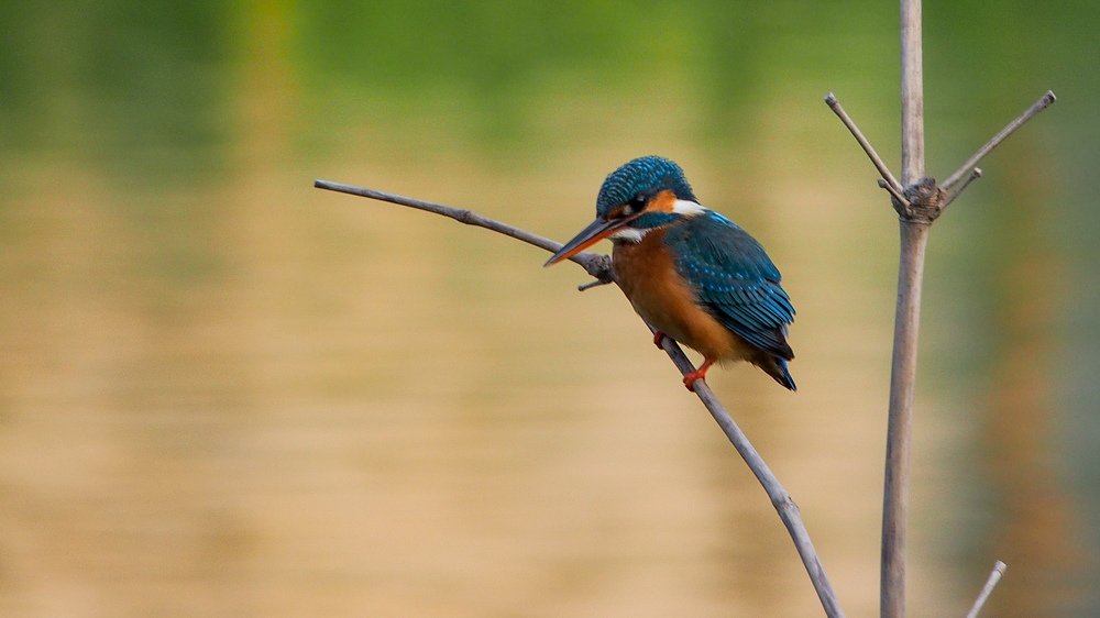 Kingfisher