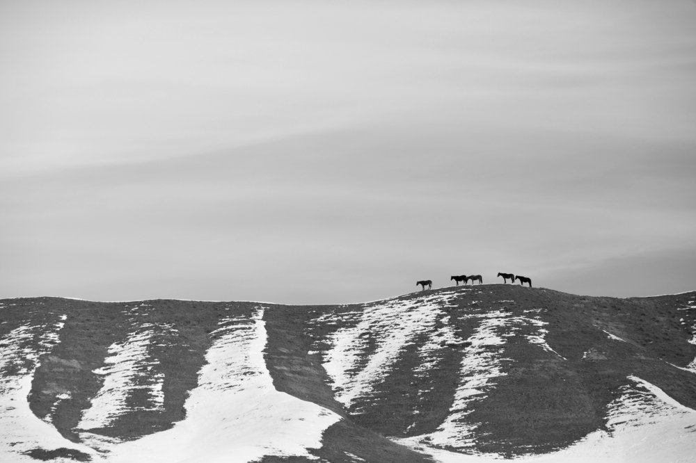 Поднебесные кони