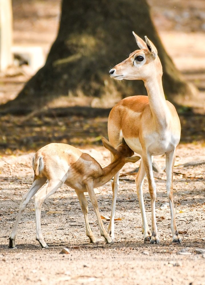 Animals with Offsprings