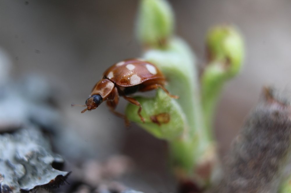 Любопытство