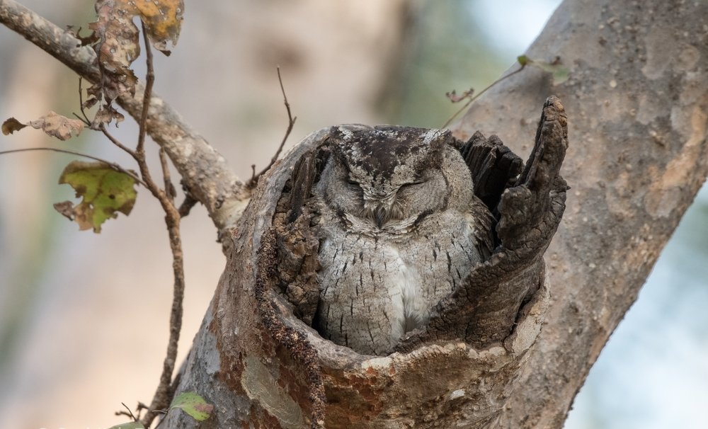Indian Scops Owl