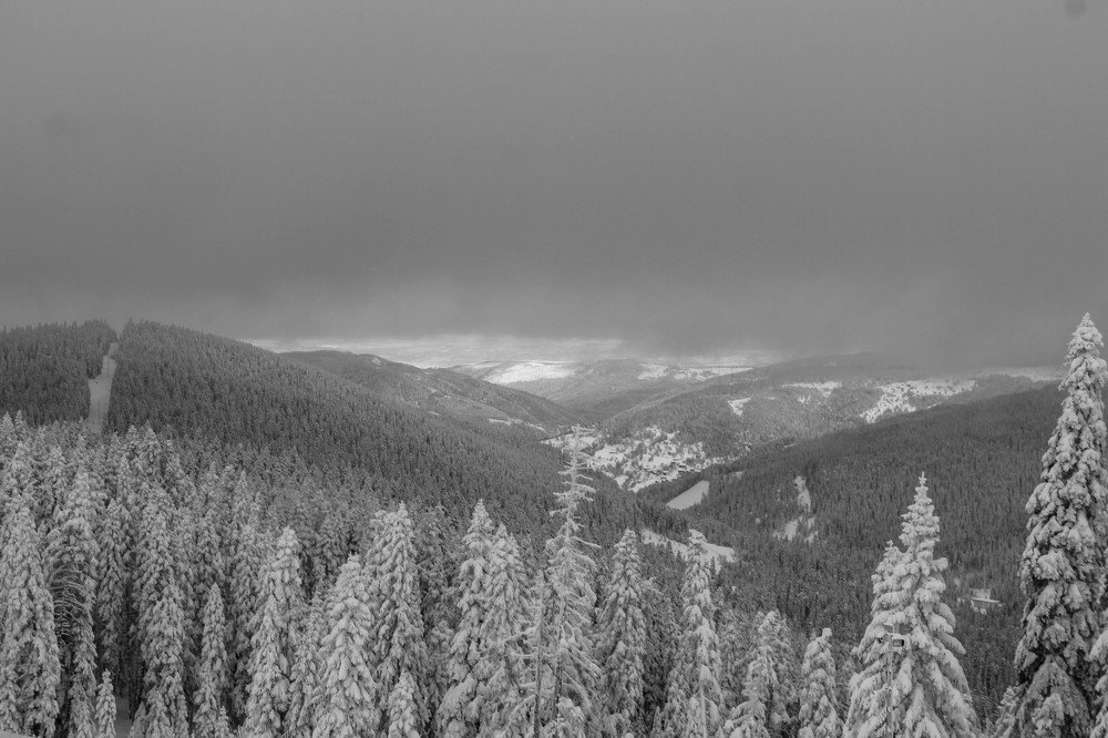 Snow forest